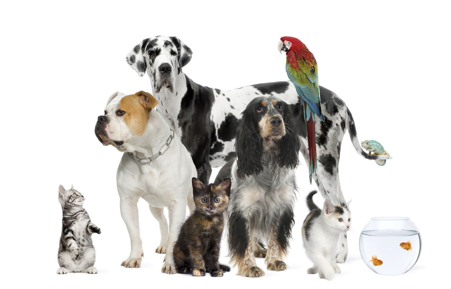 Fur Babies & Friends